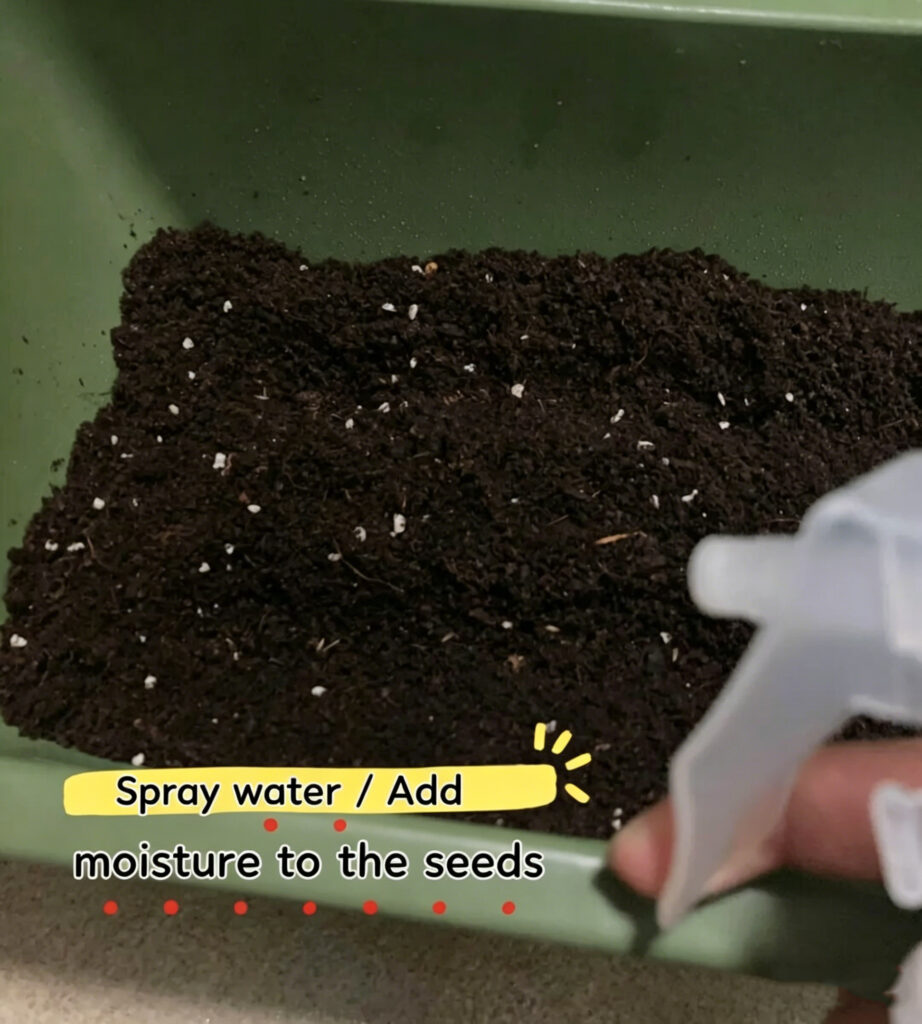 Set the Seeds