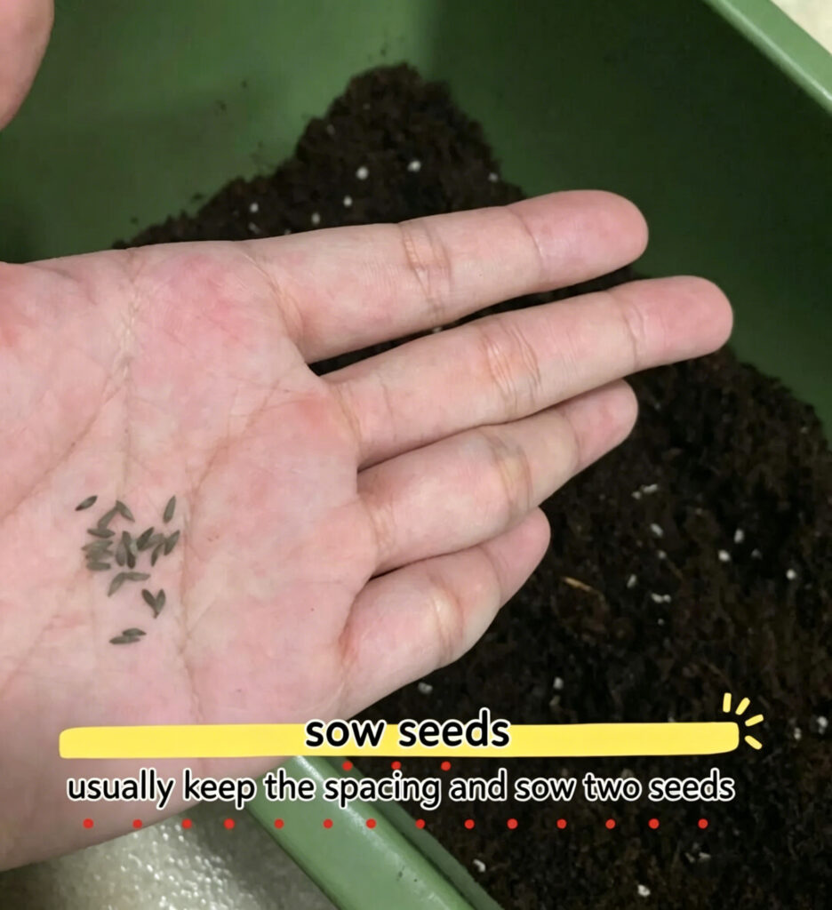 Sow the Seeds