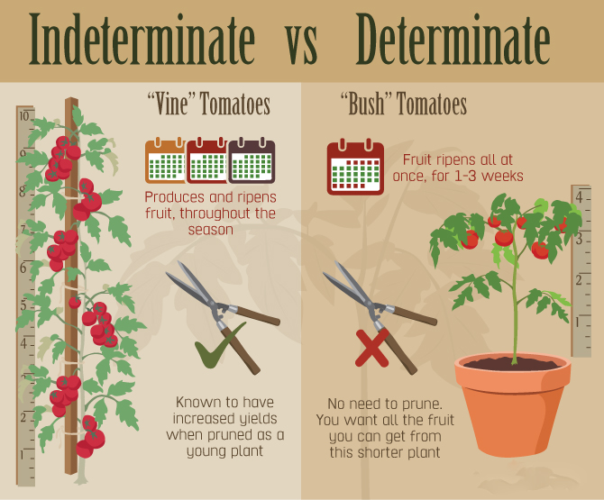 Indeterminate vs. Determinate Varieties