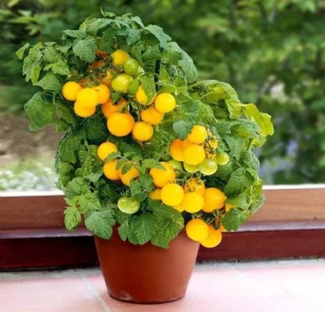 Cherry Tomatoes