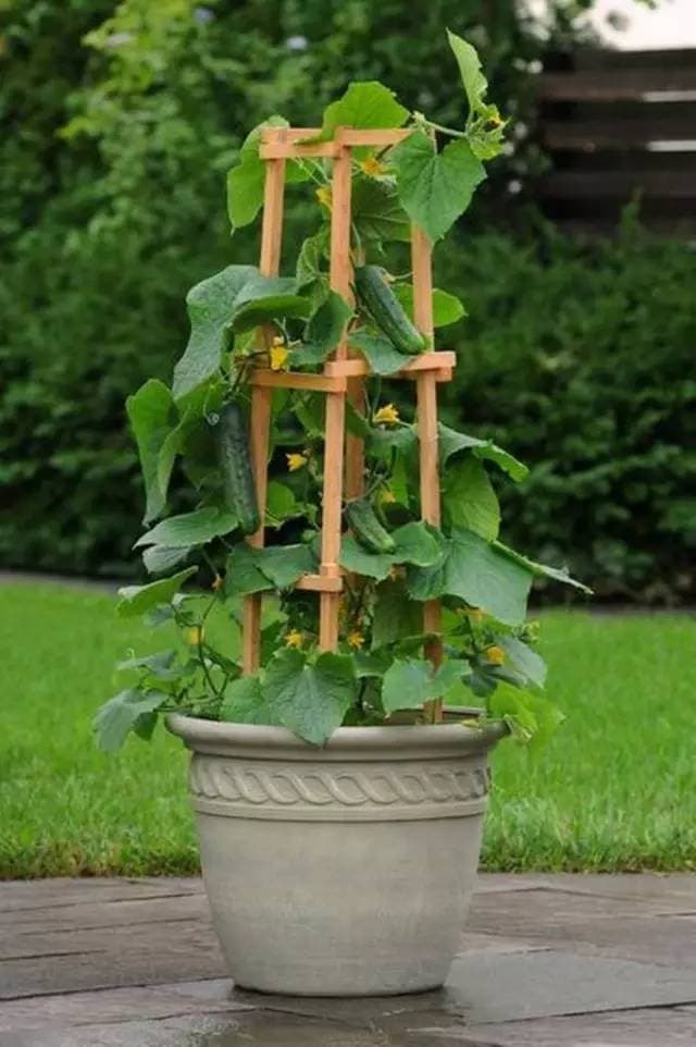 Cucumbers