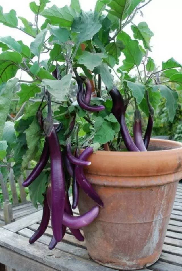 Eggplant (Aubergine)