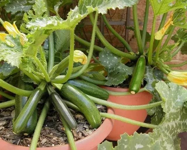 Zucchini (Courgette)