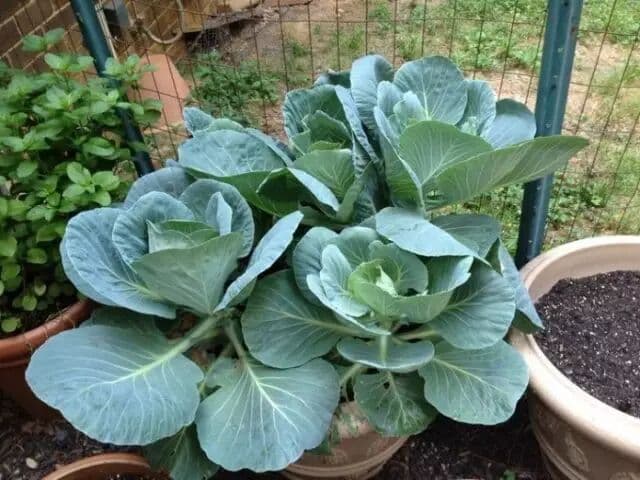 Kale