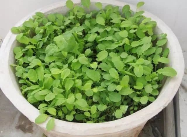 Mustard Greens