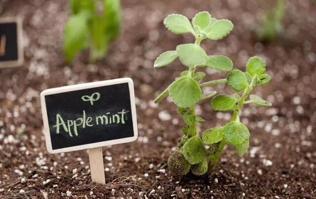 Garden Labels