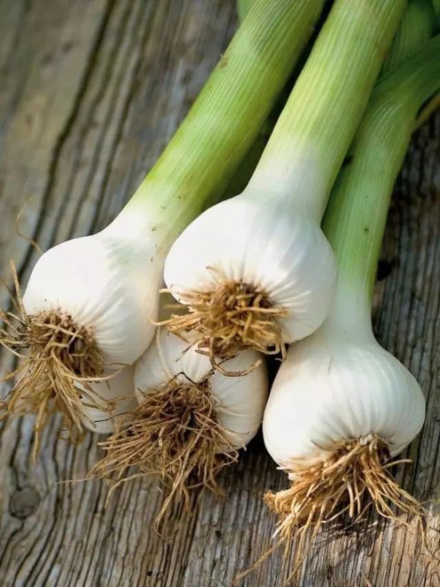 Garlic
