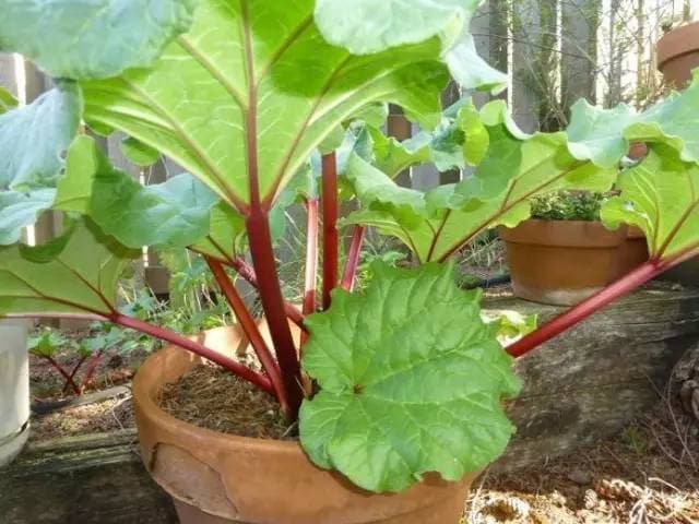 Swiss Chard