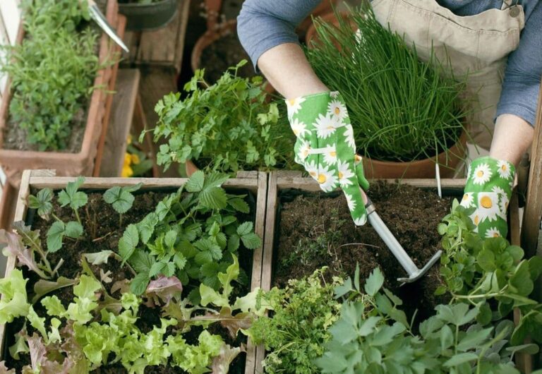 How to Create a High-Yield Vegetable Garden on a Small Balcony (5-9 sq m Guide)
