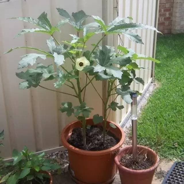 Okra