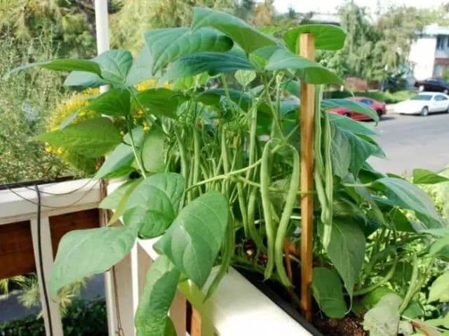 Green Beans