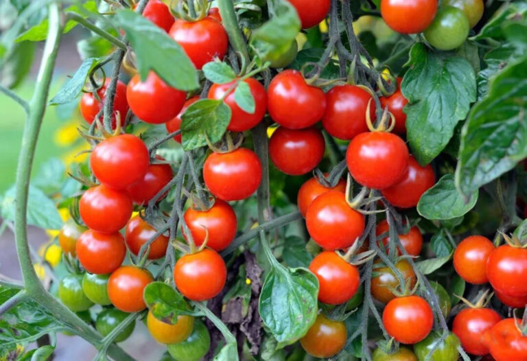 How to Grow Tomatoes on a Balcony: A Complete Vegetable Gardening Guide