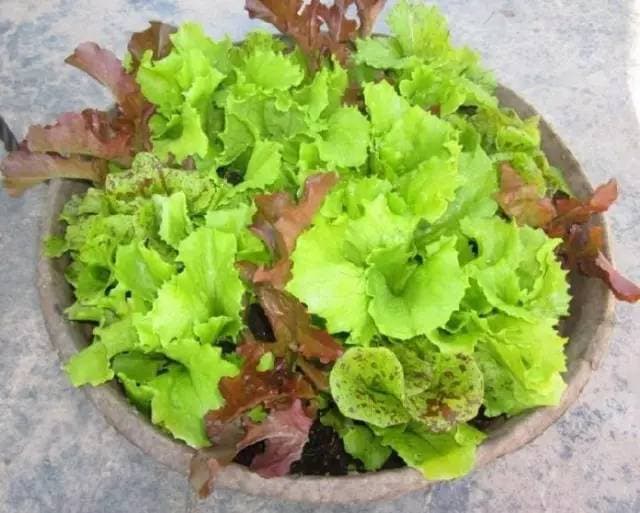 Lettuce