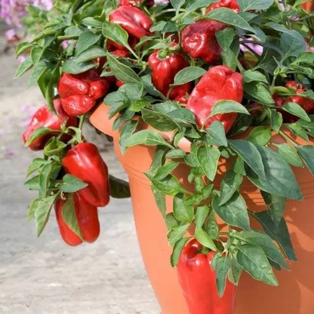 Chili Peppers