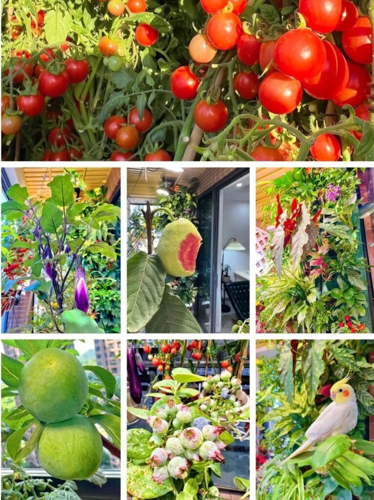 Echo's vegetable garden is now bursting with produce. Echo's vegetable garden is now bursting with produce.