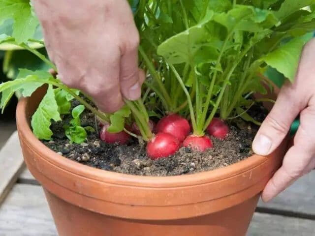 Cherry Radishes (Globe Radishes)