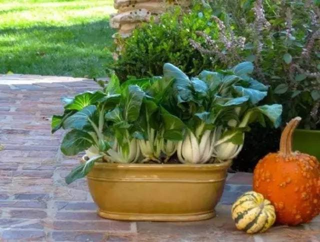 Bok Choy (Pak Choi)