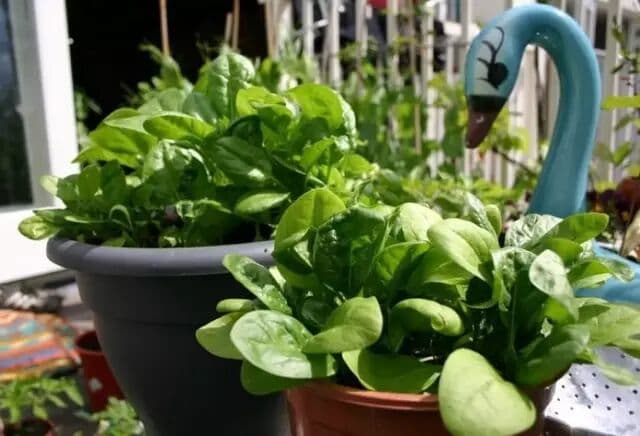 Spinach