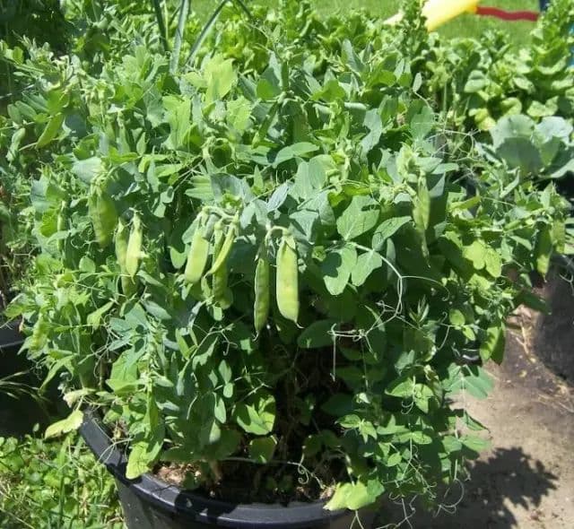 Peas