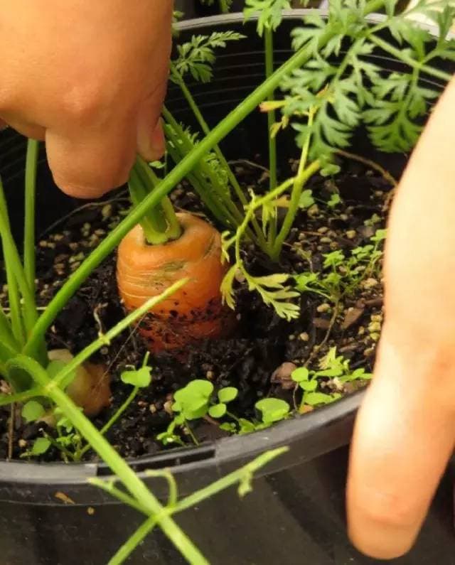 Carrots
