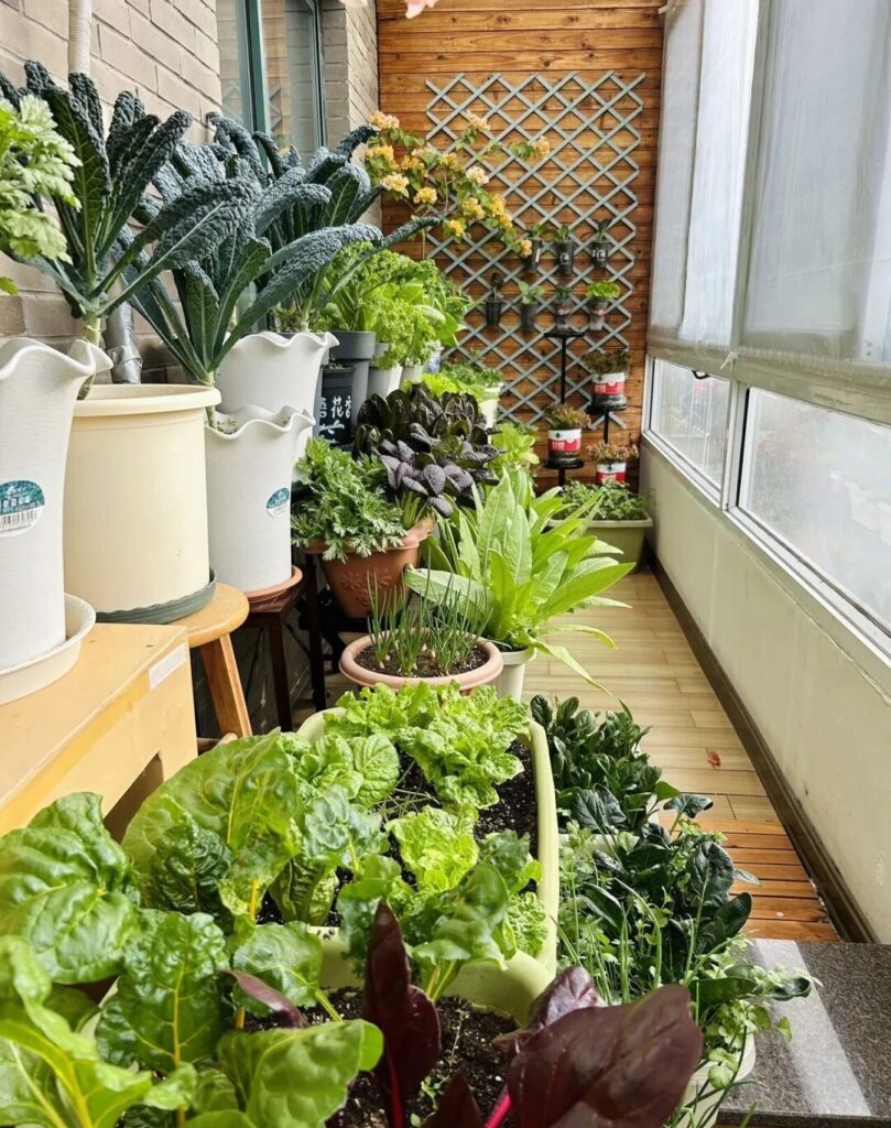 Balcony Vegetable Garden