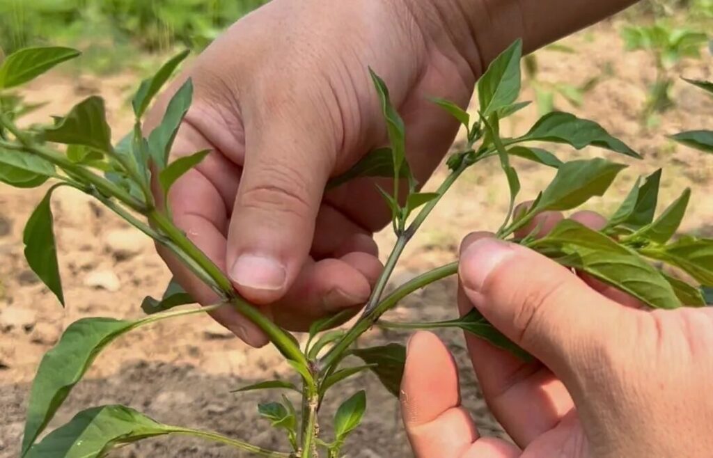 Removing the terminal bud