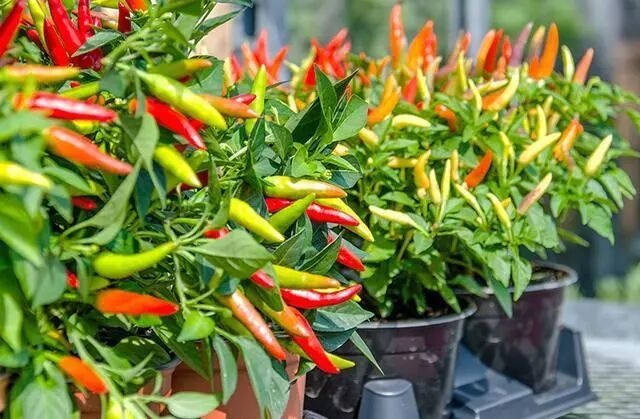 Chili Peppers Grown in Flower Pots