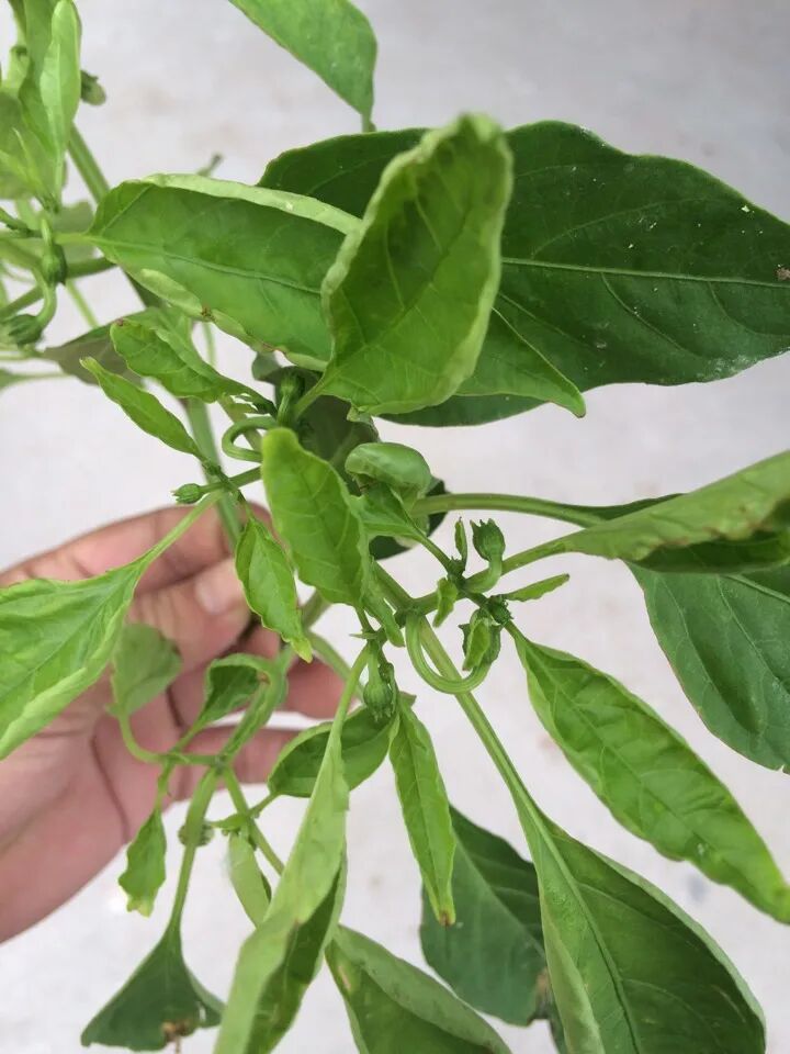 Remove all flowers and young fruits that develop on chili pepper plants during the seedling stage