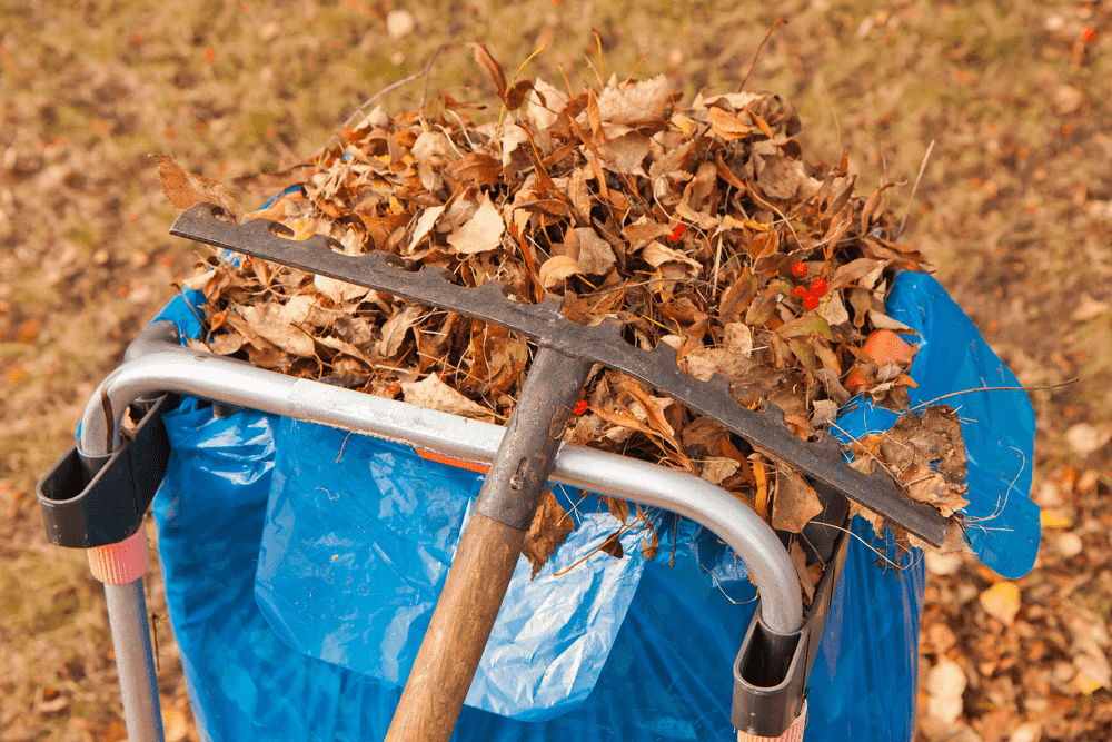 Making Compost from Fallen Leaves