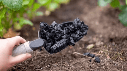 Horticultural charcoal