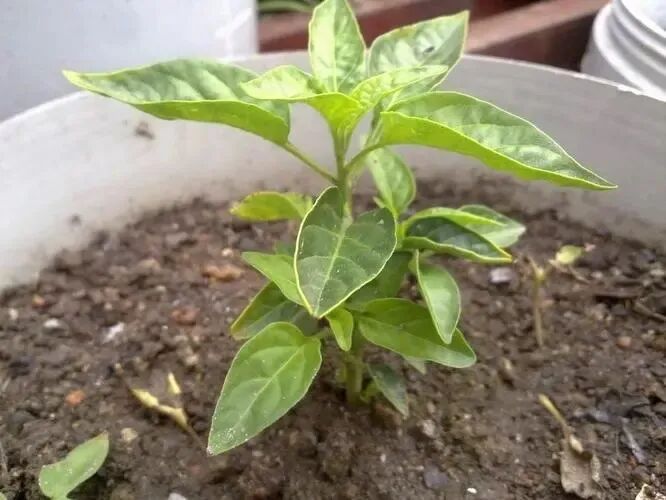 Chili Pepper Seedlings