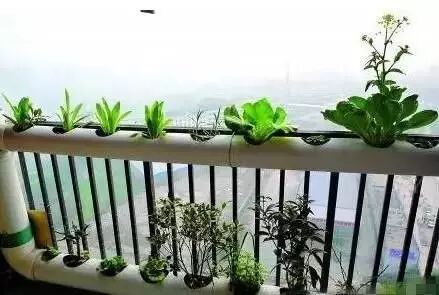 Grow 10+ Crops in Under 1㎡ Using PVC Pipe Planting Troughs 