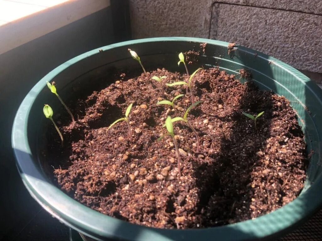 Chili pepper seedlings are sprouting from the ground