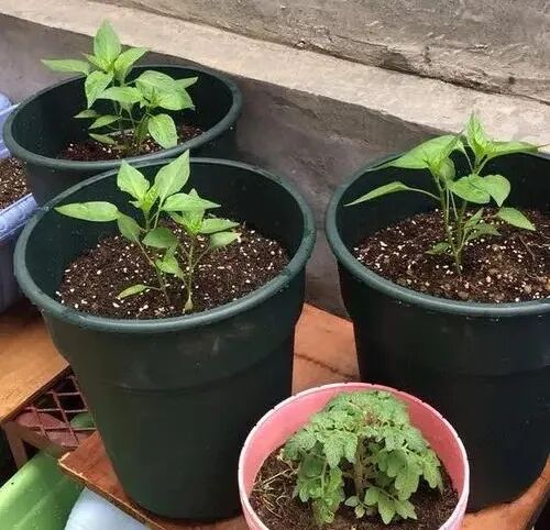 Transplant the chili plant into a large flower pot
