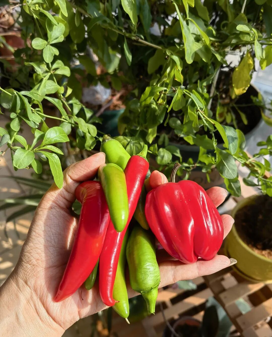 The chili peppers are ripe and ready to be picked