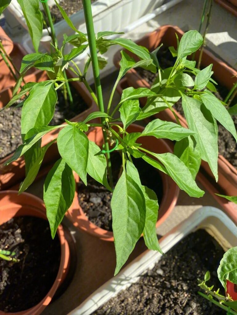 Chili peppers thrive in sunlight