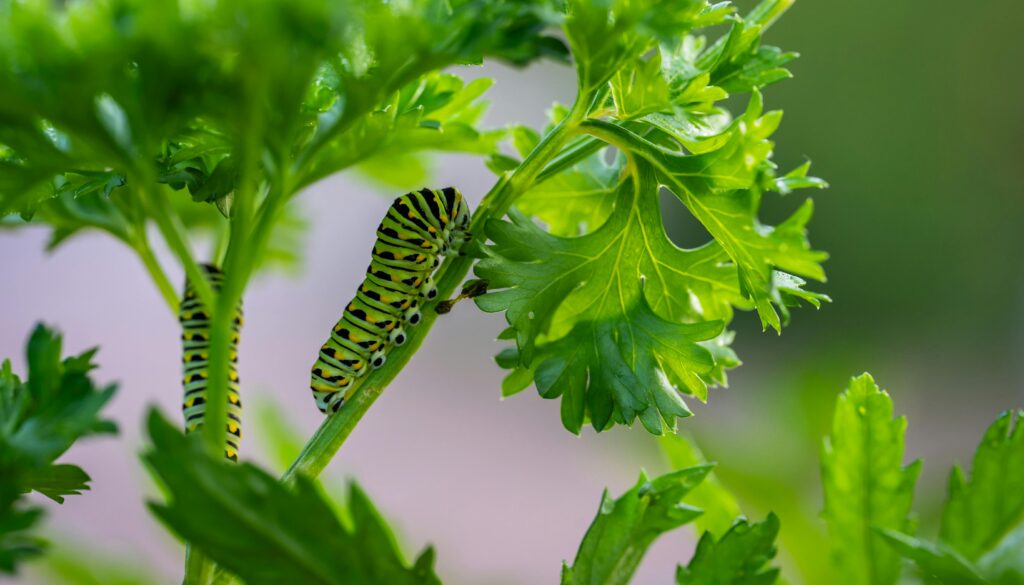 Controlling Vegetable Pests Controlling Vegetable Pests