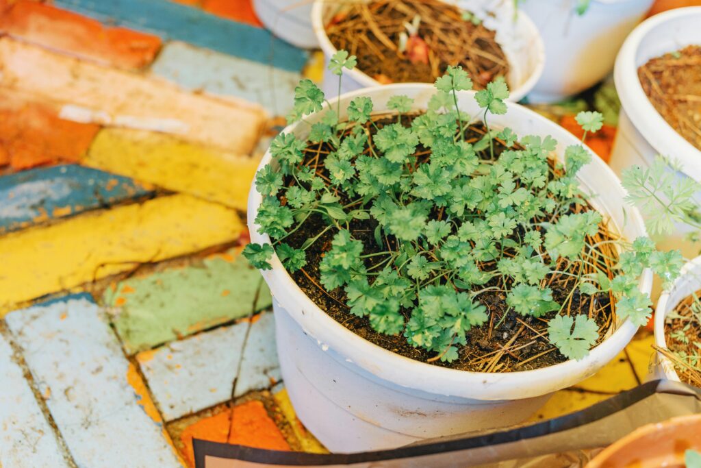 cilantro cilantro