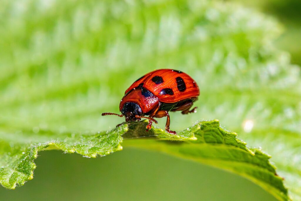 insects insects
