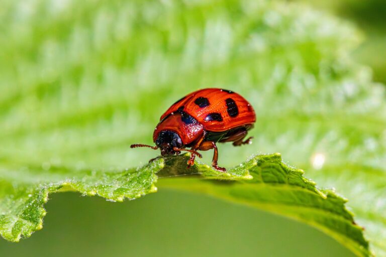Pest Control for Balcony Gardening: No Pesticides, Clean & Safe – Complete Guide
