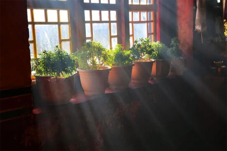 Windowsill Herb Garden: Cut & Come Again for 3X Harvests + Endless Regrowth