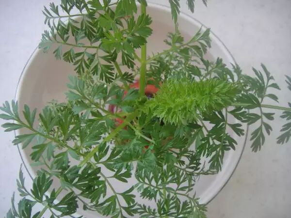 Article Images about Regrow Carrot Tops in Just 1cm of Water