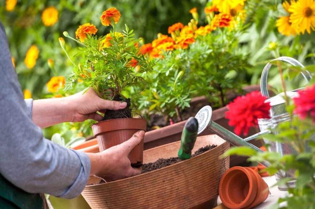 Windowsill Herb Garden: Cut & Come Again for 3X Harvests + Endless Regrowth