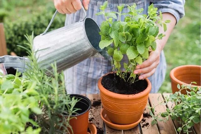 Windowsill Herb Garden: Cut & Come Again for 3X Harvests + Endless Regrowth