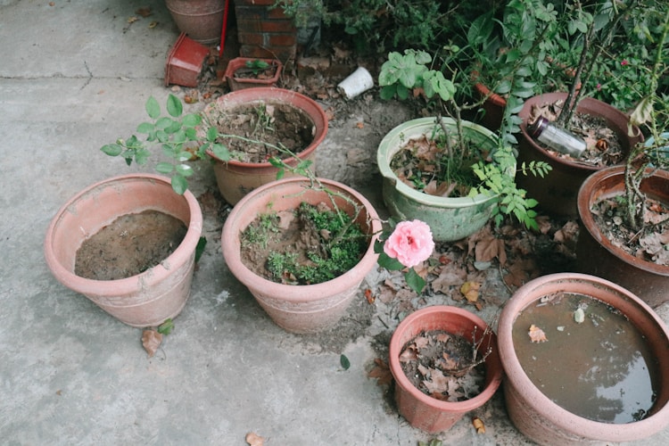 Balcony Vegetable Garden Summer Survival: 7 Proven Tips to Beat the Heat & Keep Plants Alive
