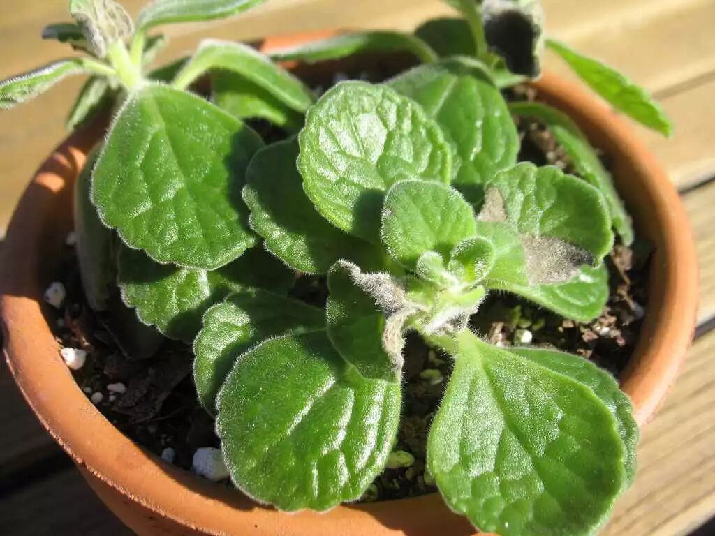 Windowsill Herb Garden: Cut & Come Again for 3X Harvests + Endless Regrowth