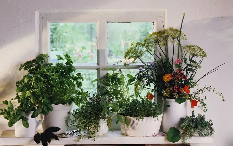 Windowsill Herb Garden: Cut & Come Again for 3X Harvests + Endless Regrowth