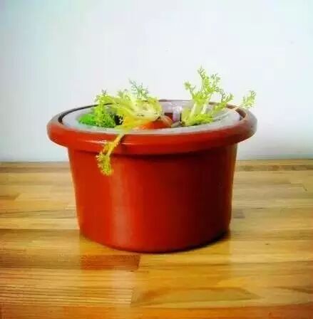 Article Images about Regrow Carrot Tops in Just 1cm of Water