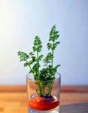 Article Images about Regrow Carrot Tops in Just 1cm of Water