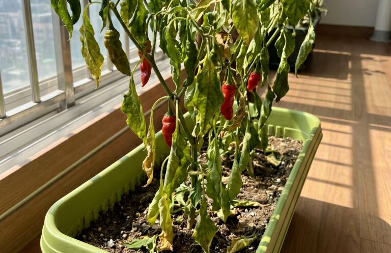 Summer Balcony Veggies Wilting? Don’t Water! Here’s What to Do Instead